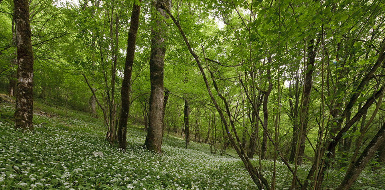 Les forêts du Grand Est et la filière forêt-bois - GrandEst