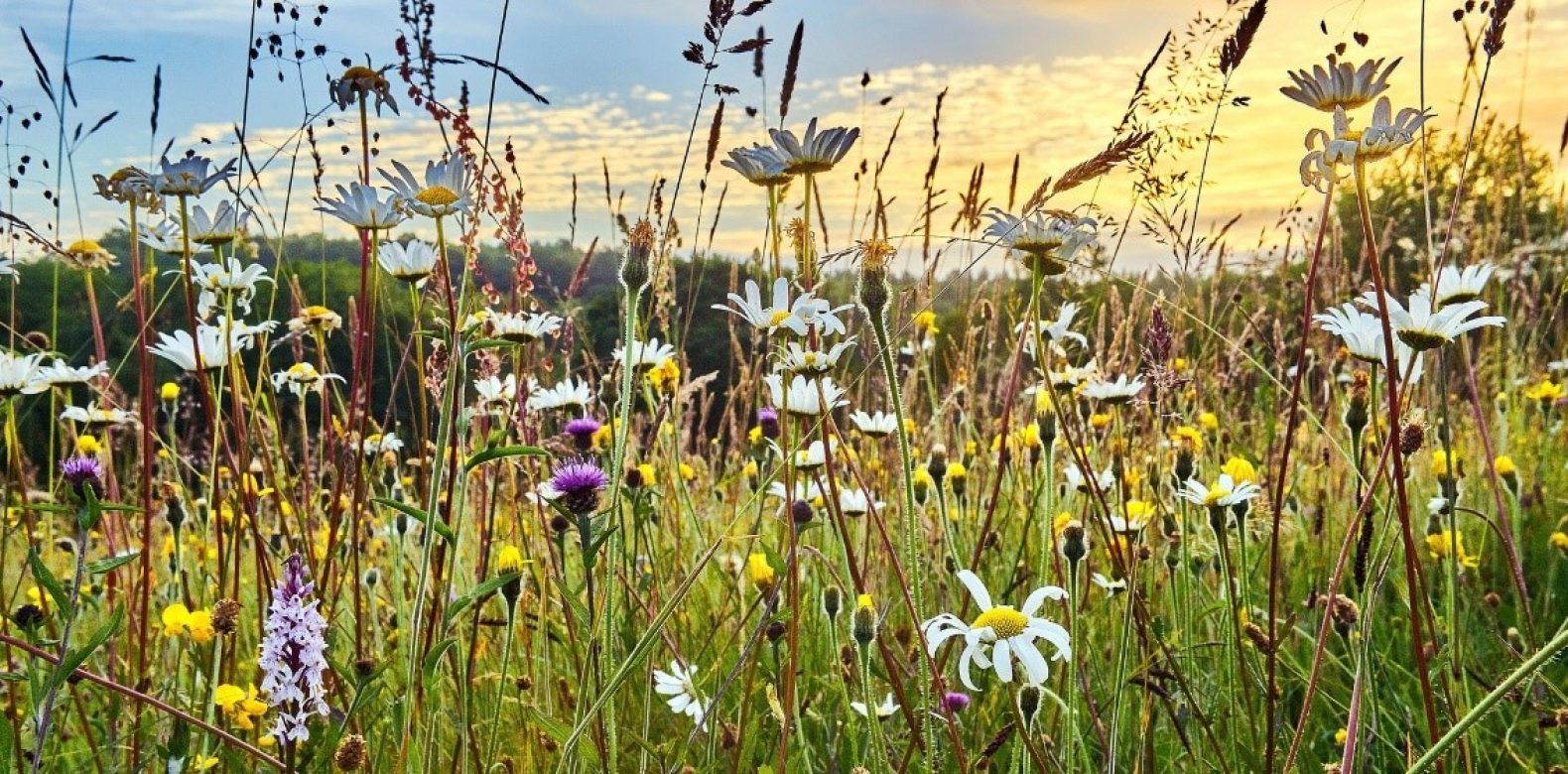 Biodiversité | Contribution du CESER à la Stratégie régionale pour la biodiversité