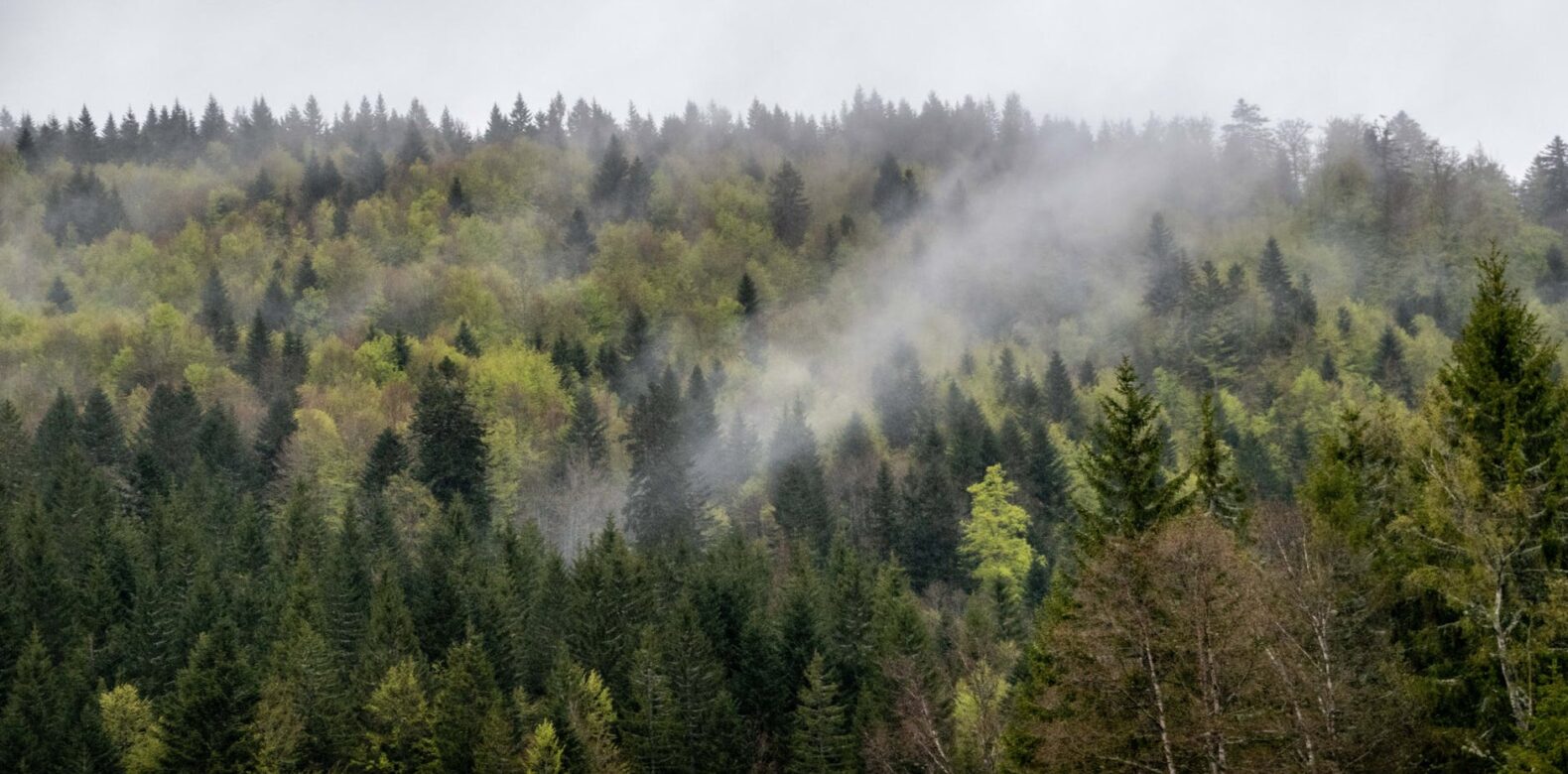 Contribution pour le futur plan forêt 360°